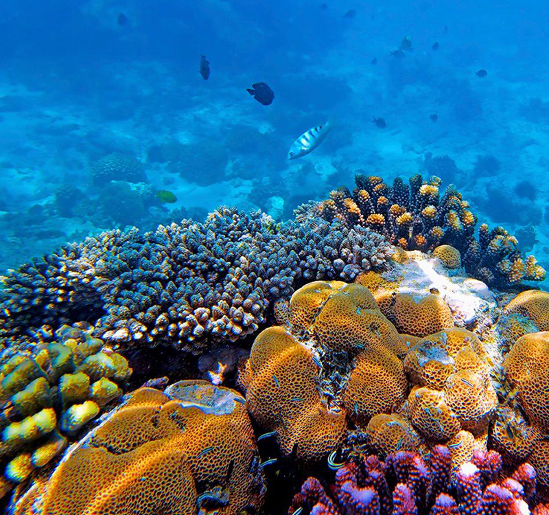 Snorkeling at Mnemba Atoll