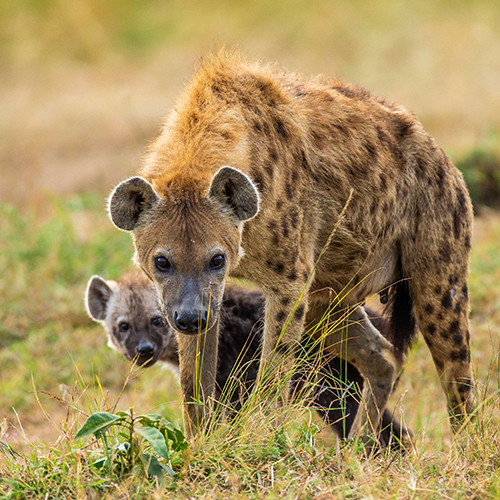 3 Days Fly-in Safari To Tarangire, Lake Manyara and Ngorongoro Crater From Zanzibar