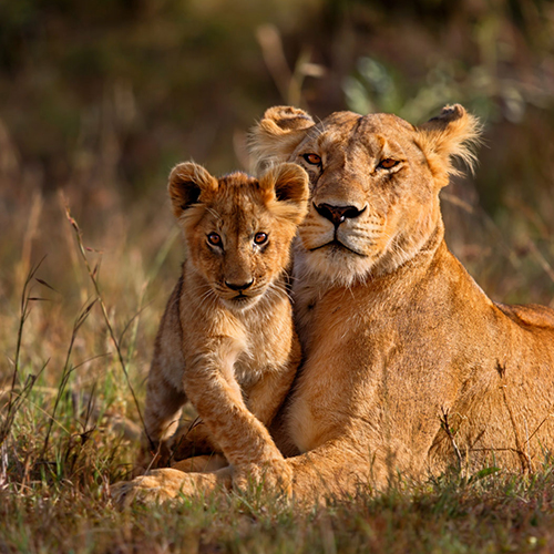 4 Days Fly-in Safari To Serengeti National Park and Ngorongoro Crater From Zanzibar