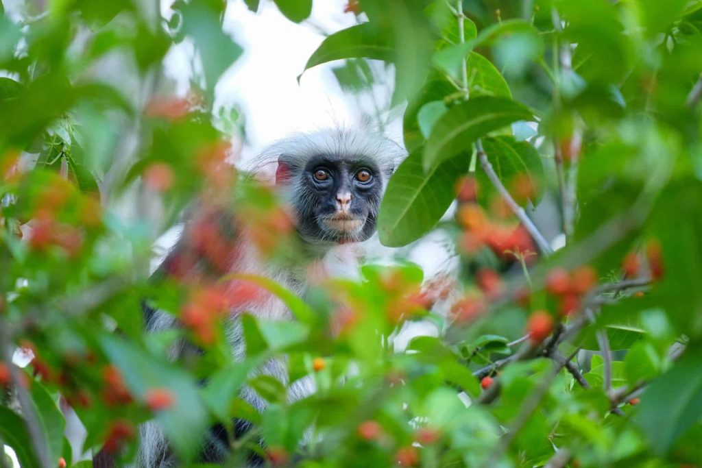 Best time to Visit Zanzibar: 4 Insider Tips You Need 4 jozani forest tour