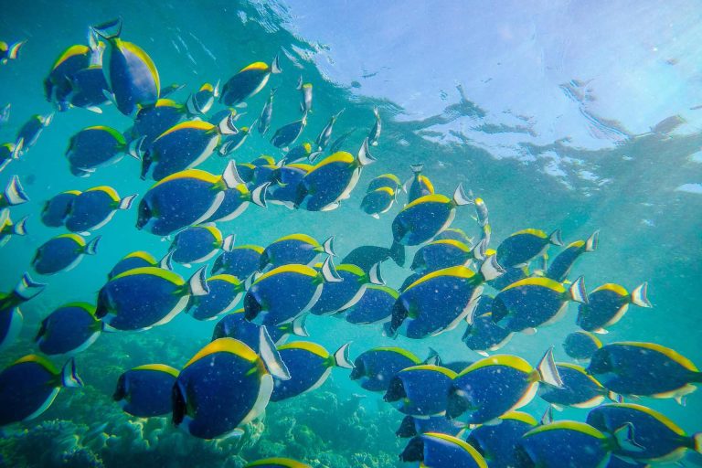 Snorkeling at Mnemba Atoll 02