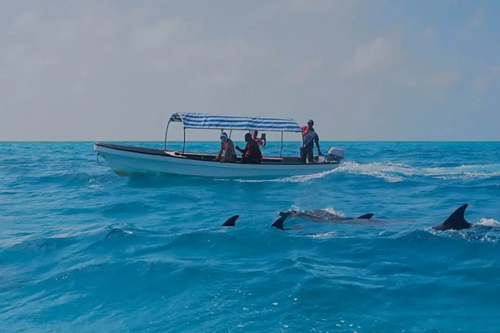 swim with dolphins 3