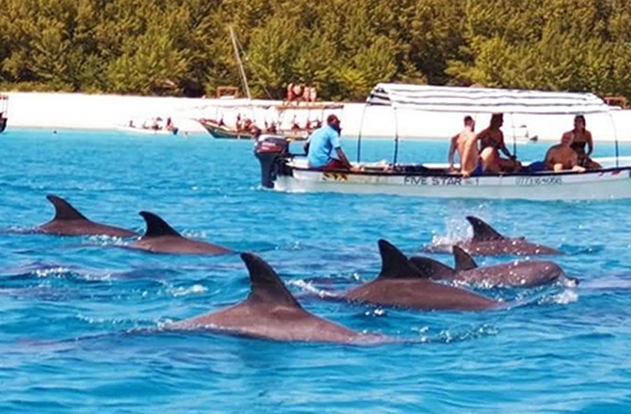 swim with dolphins 4