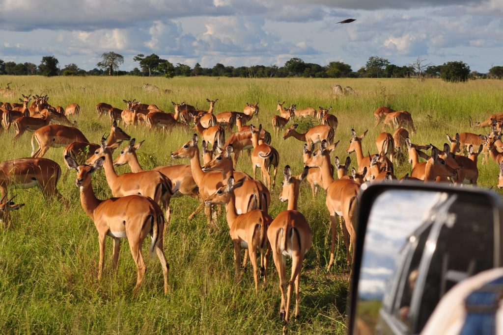 Is There Safari in Zanzibar? Full Guide 8 2 Days Drive in Safari To Mikumi National Park from Zanzibar 03
