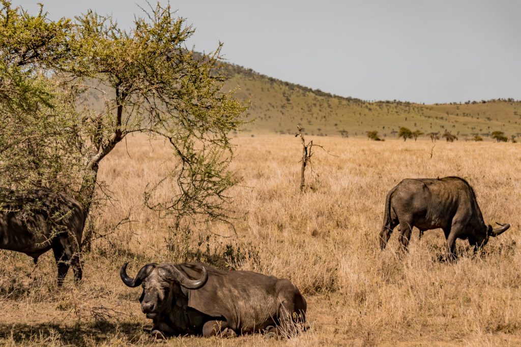 Is There Safari in Zanzibar? Full Guide 9 2 Days Drive in Safari To Mikumi National Park from Zanzibar 06