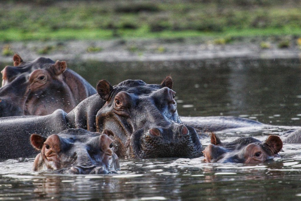 Is There Safari in Zanzibar? Full Guide 12 2 Days Fly in Safari to Selous Game Reserve from Zanzibar 08