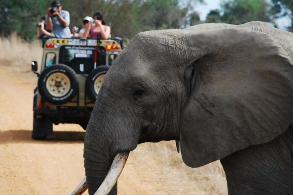 2 Day Safari From Zanzibar: Parks, Price & Bookings 2 Day Trip Fly in Safari to Mikumi National Park from Zanzibar 02