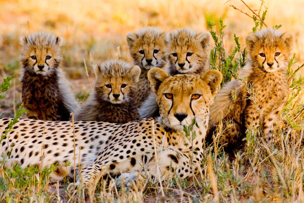 Best time to Visit Zanzibar: 4 Insider Tips You Need 2 Day Trip Fly in Safari to Mikumi National Park from Zanzibar 03