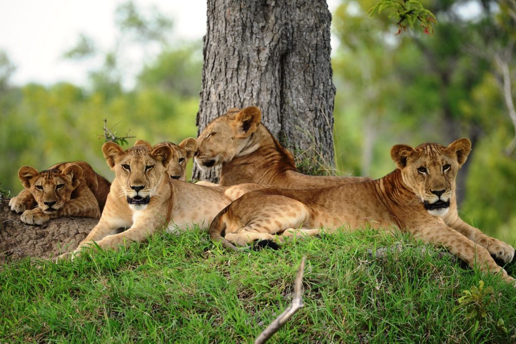 Is There Safari in Zanzibar? Full Guide 19 Day Trip Fly in Safari to Selous Game Reserve from Zanzibar 06