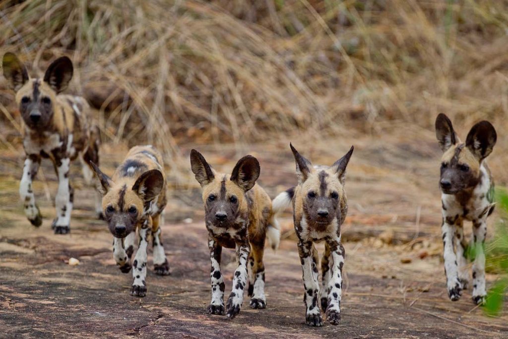 Is There Safari in Zanzibar? Full Guide 18 Day Trip Fly in Safari to Selous Game Reserve from Zanzibar 08