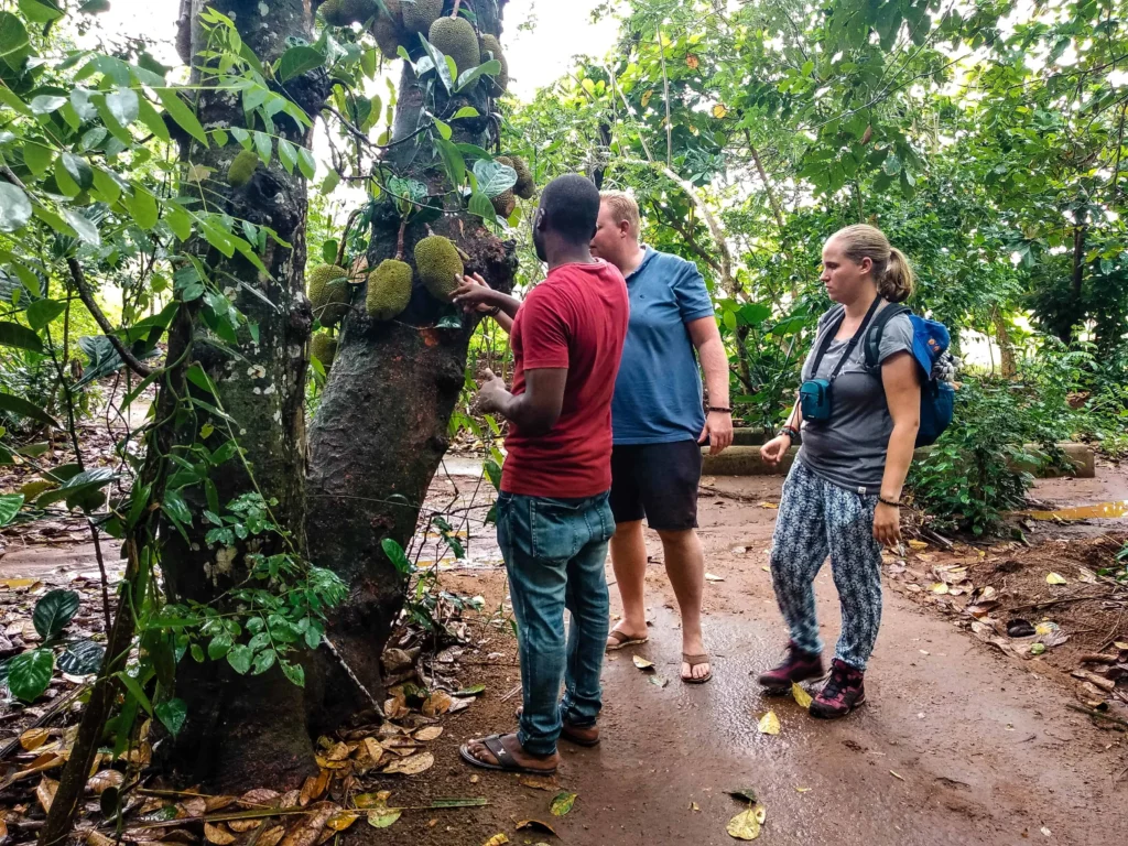 Activities for Couples in Zanzibar 14 Explaining where spice comes from. Spice Tour Zanzibar