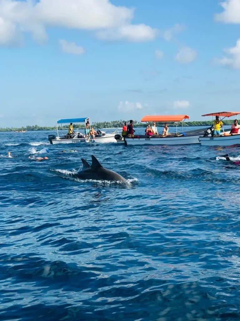 Activities for Couples in Zanzibar 17 dolphin tour with snorkeling at mnemba island zanzibar 1fHok 2