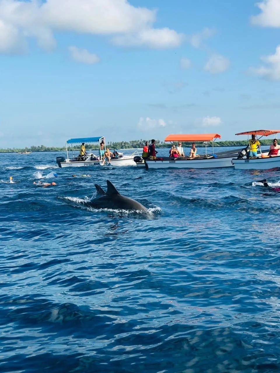 Friends swimming with dolphins and snorkeling in Zanzibar