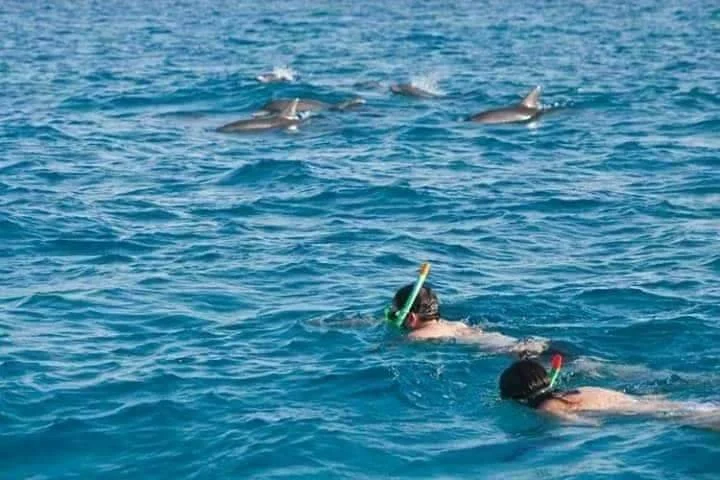 Activities for Couples in Zanzibar 18 zanzibar dolphin and snorkeling tour 2rvee