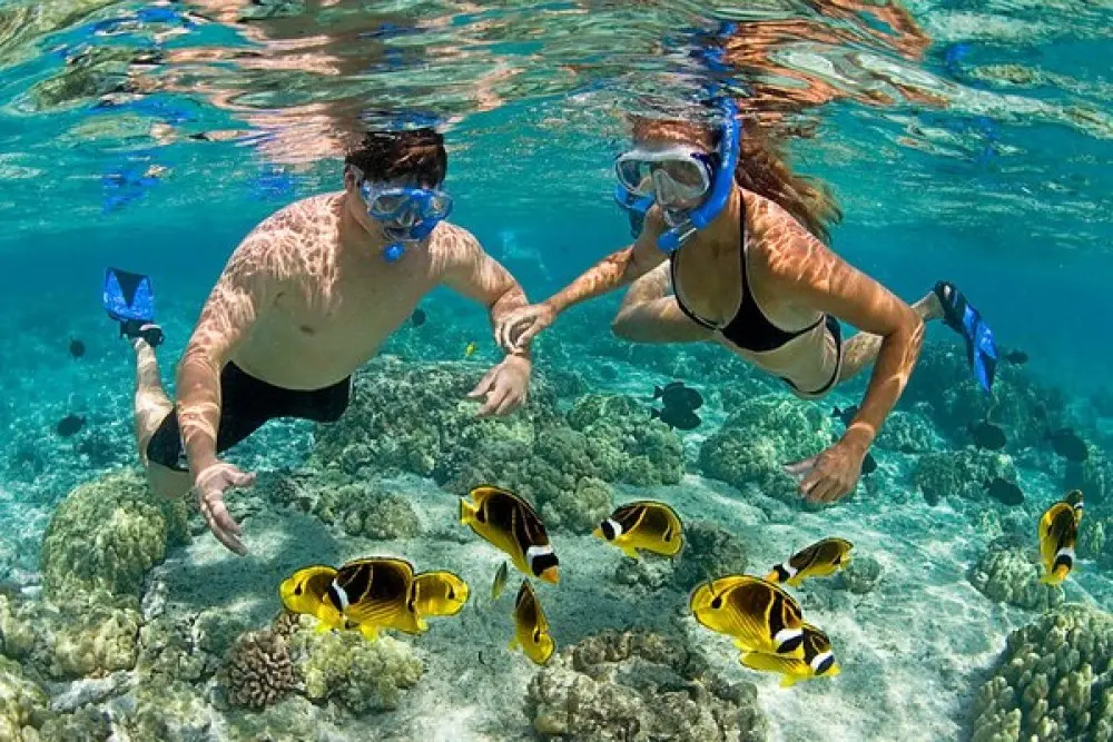 Activities for Couples in Zanzibar 6 zanzibar mnemba atoll dolphin 17384626932
