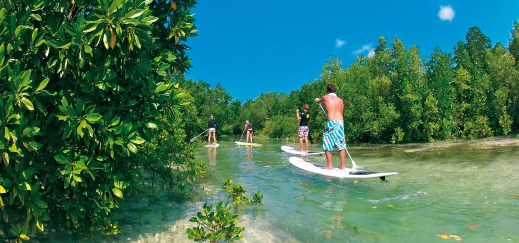 Zanzibar Mangrove Ecosystem Paddleboard Tour