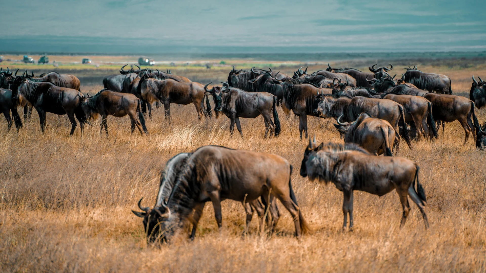 3-Day Serengeti Safari From Zanzibar 1 4 Days Serengeti & Ngorongoro Safari