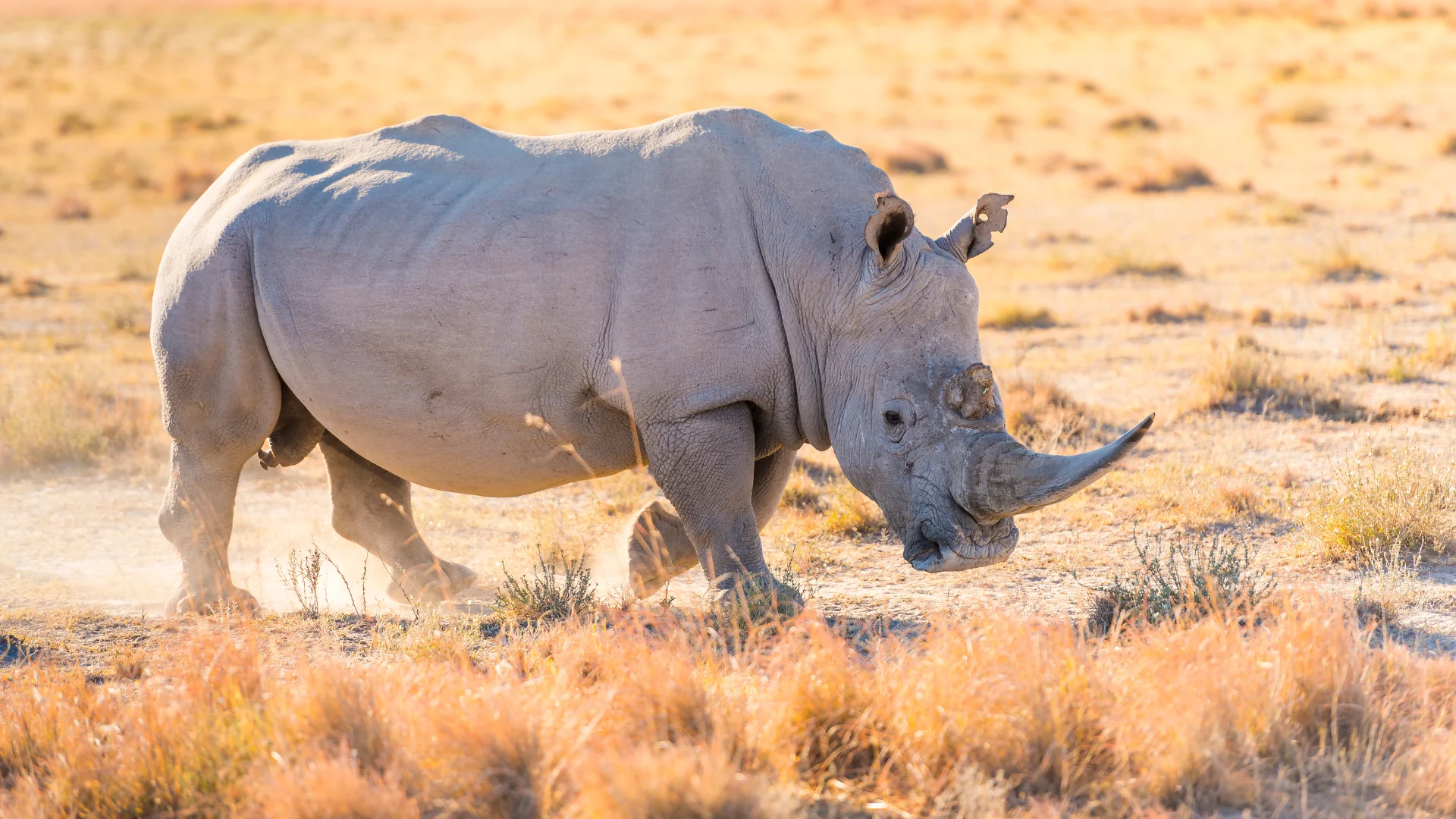 3-Day Serengeti Safari From Zanzibar 2 serengeti big five