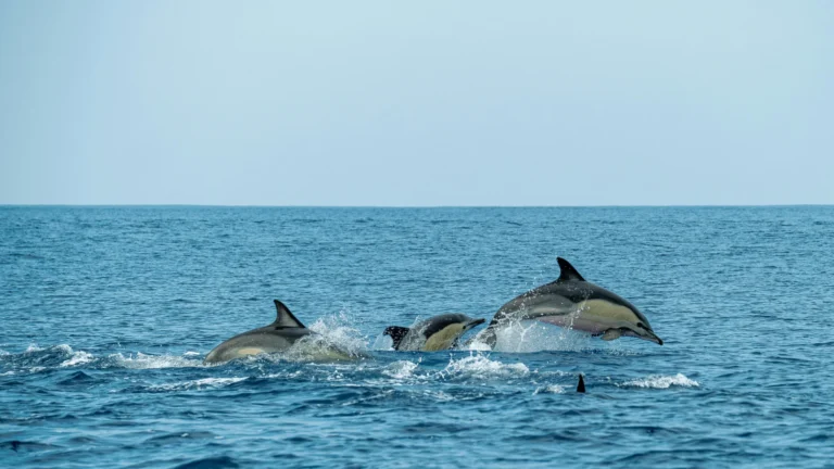 Dolphin Zanzibar