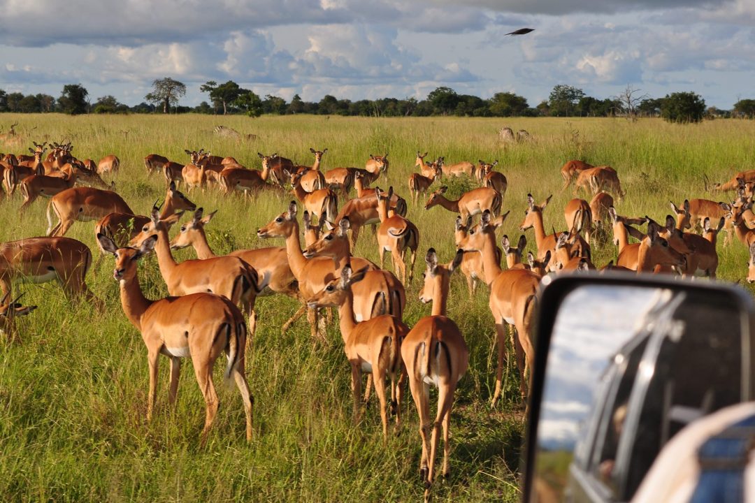 2-Days-Drive-in-Safari-To-Mikumi-National-Park-from-Zanzibar-03