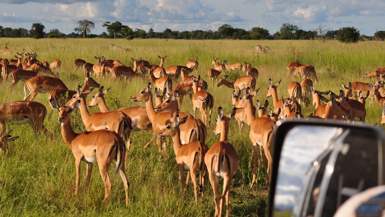 2-Days-Drive-in-Safari-To-Mikumi-National-Park-from-Zanzibar-03