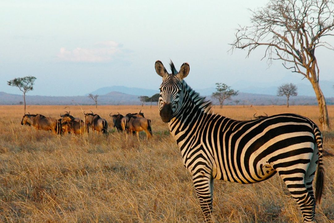 2-Days-Drive-in-Safari-To-Mikumi-National-Park-from-Zanzibar-08