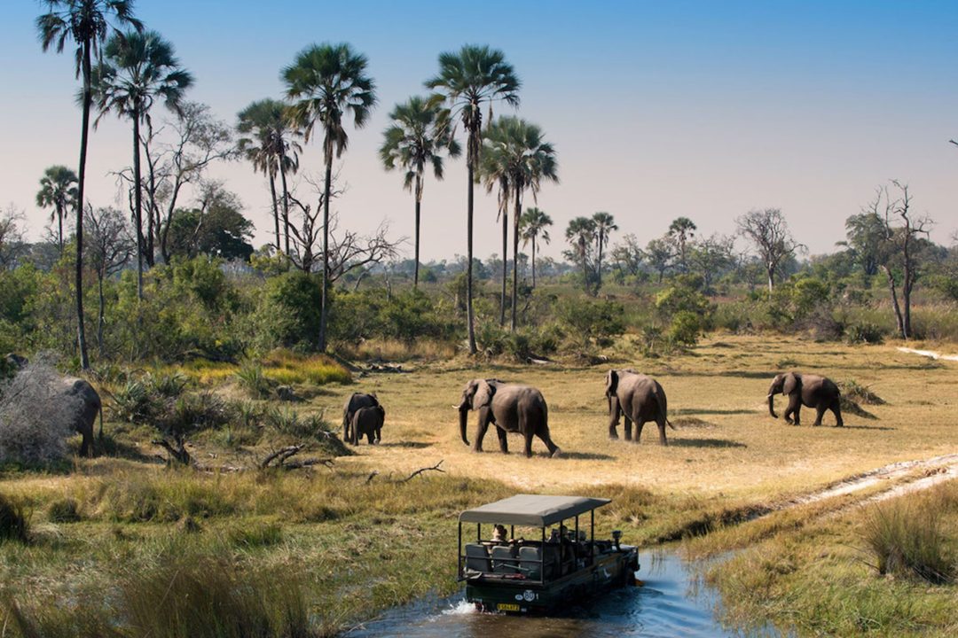 Elephant herd in Selous Game Reserve Tanzania