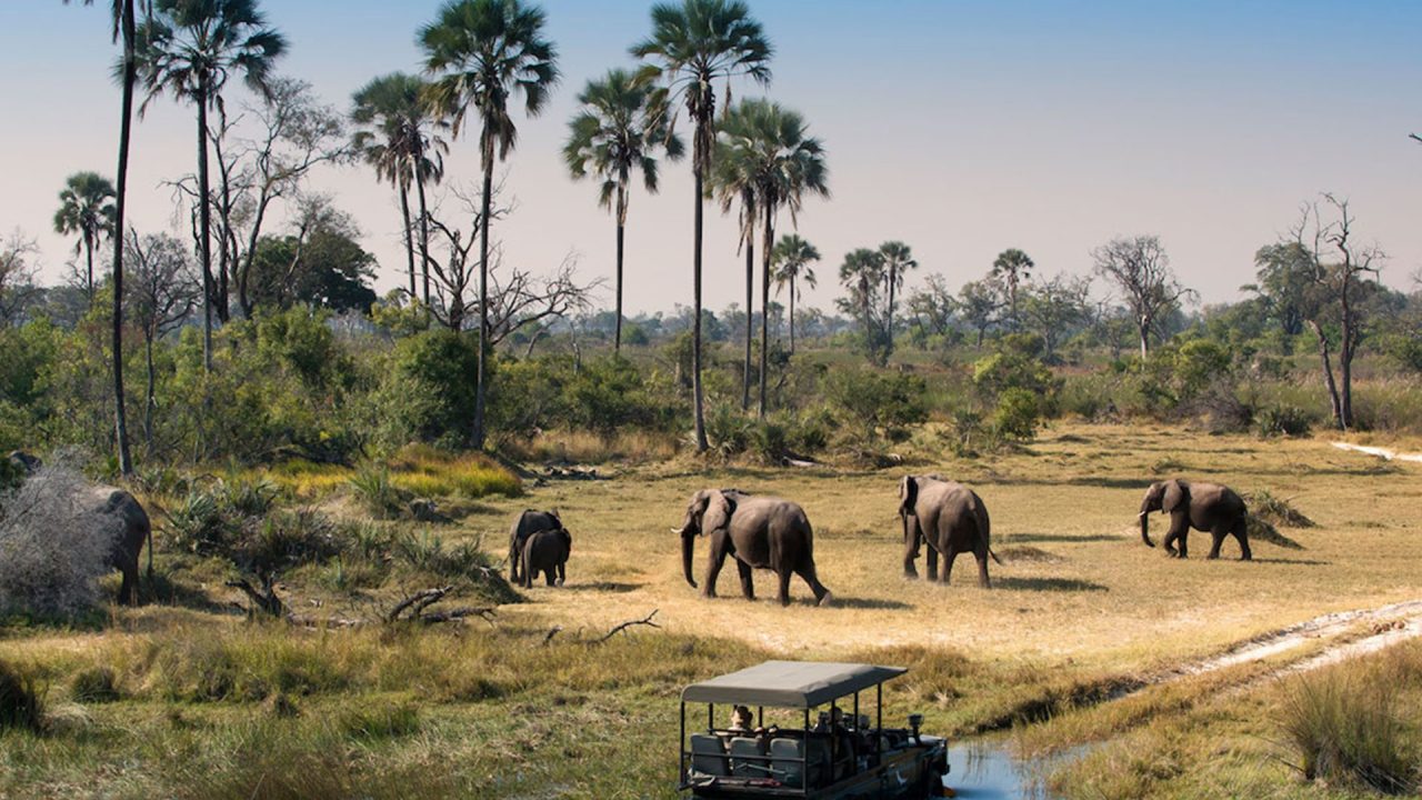Elephant herd in Selous Game Reserve Tanzania