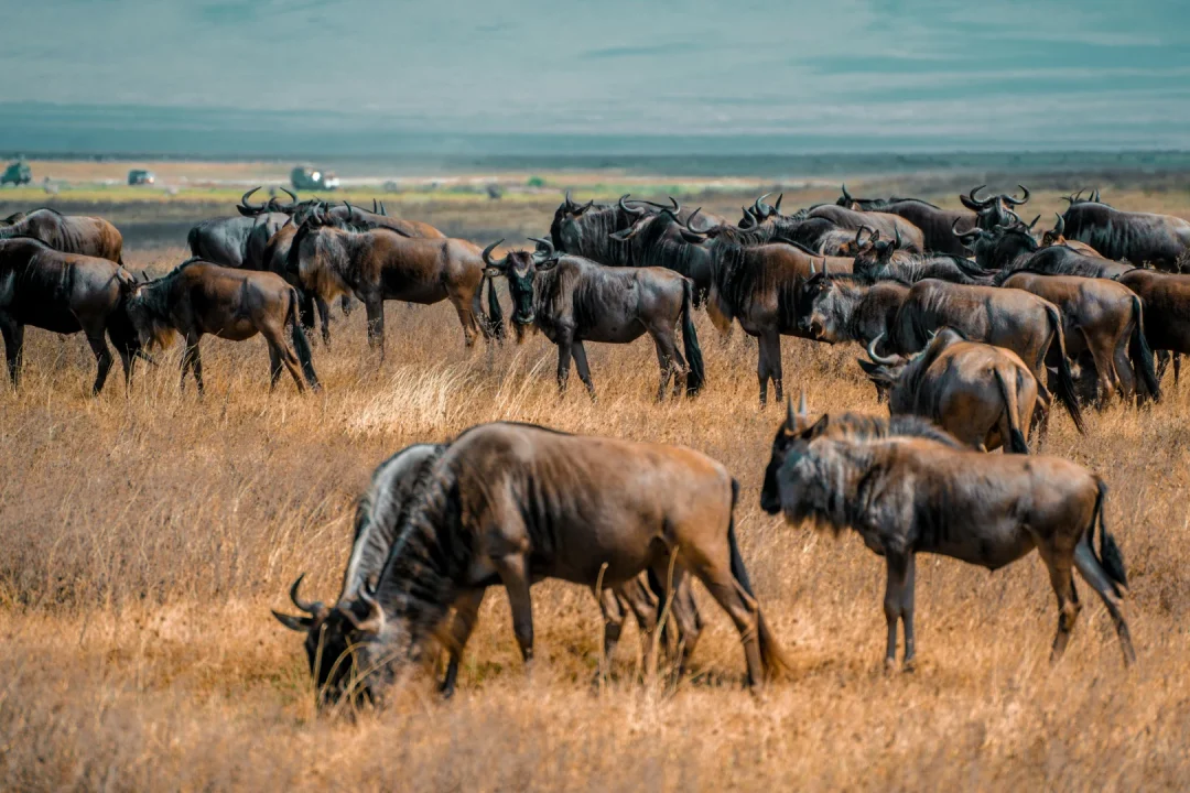 4 Days Serengeti & Ngorongoro Safari