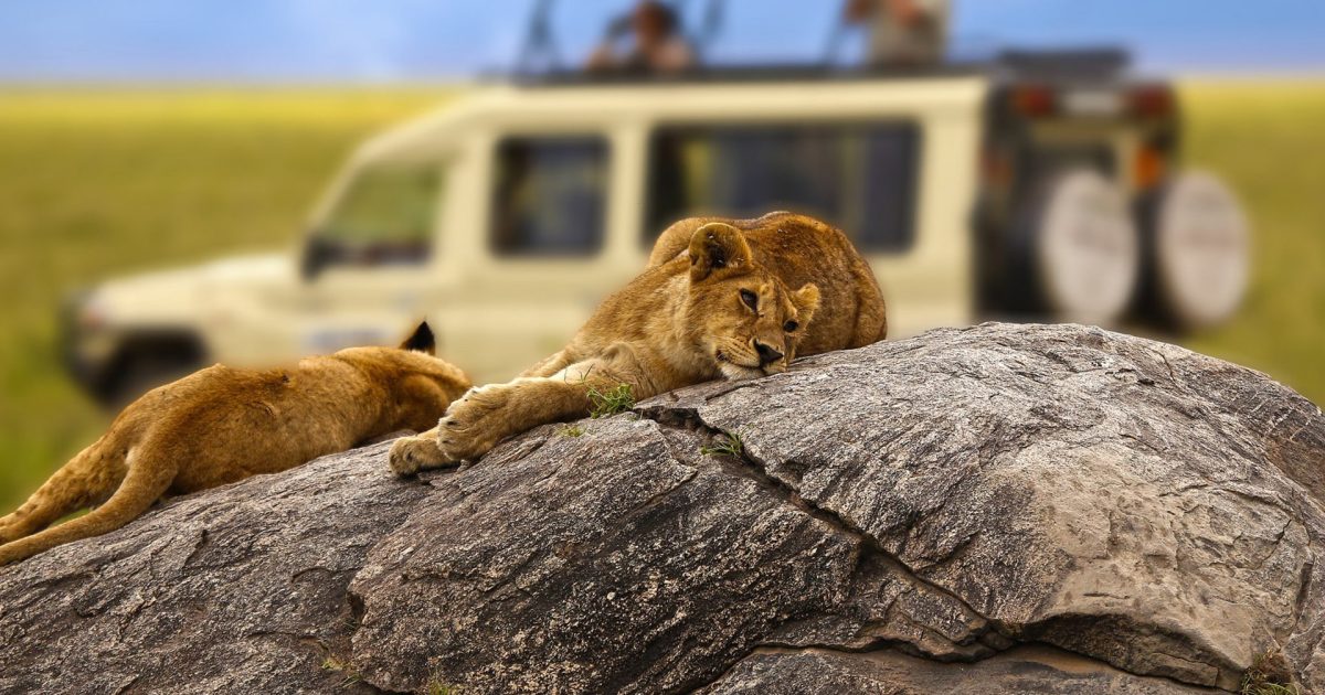 Day-Trip-Fly-in-Safari-to-Selous-Game-Reserve-from-Zanzibar-02