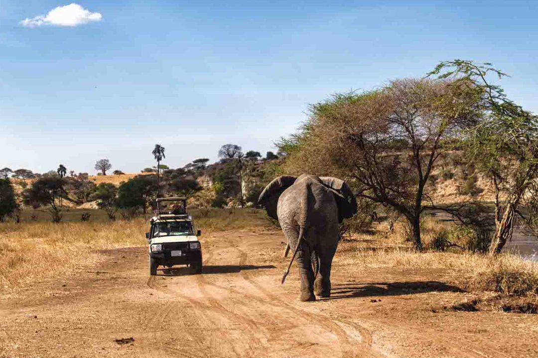 Day-Trip-Fly-in-Safari-to-Selous-Game-Reserve-from-Zanzibar-07