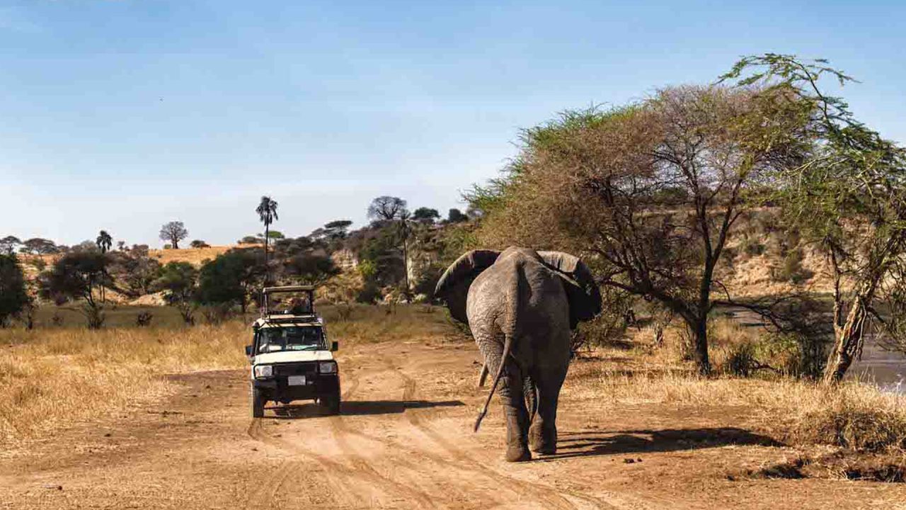 Day-Trip-Fly-in-Safari-to-Selous-Game-Reserve-from-Zanzibar-07