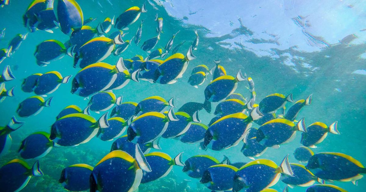 Snorkeling-at-Mnemba-Atoll-02