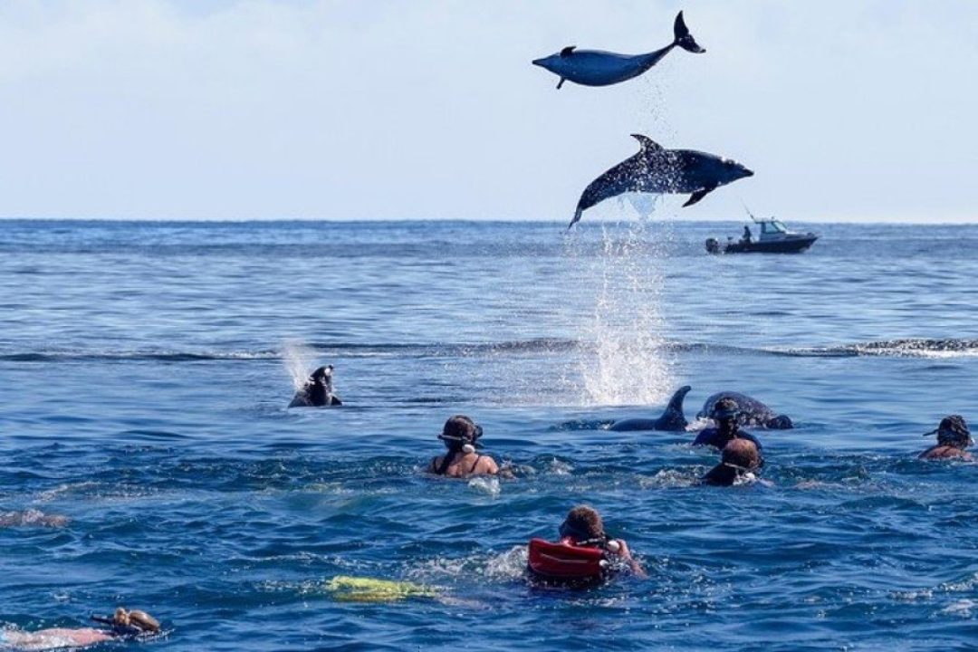 swimming with dolphins