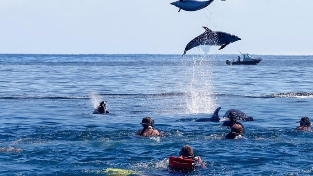 swimming with dolphins