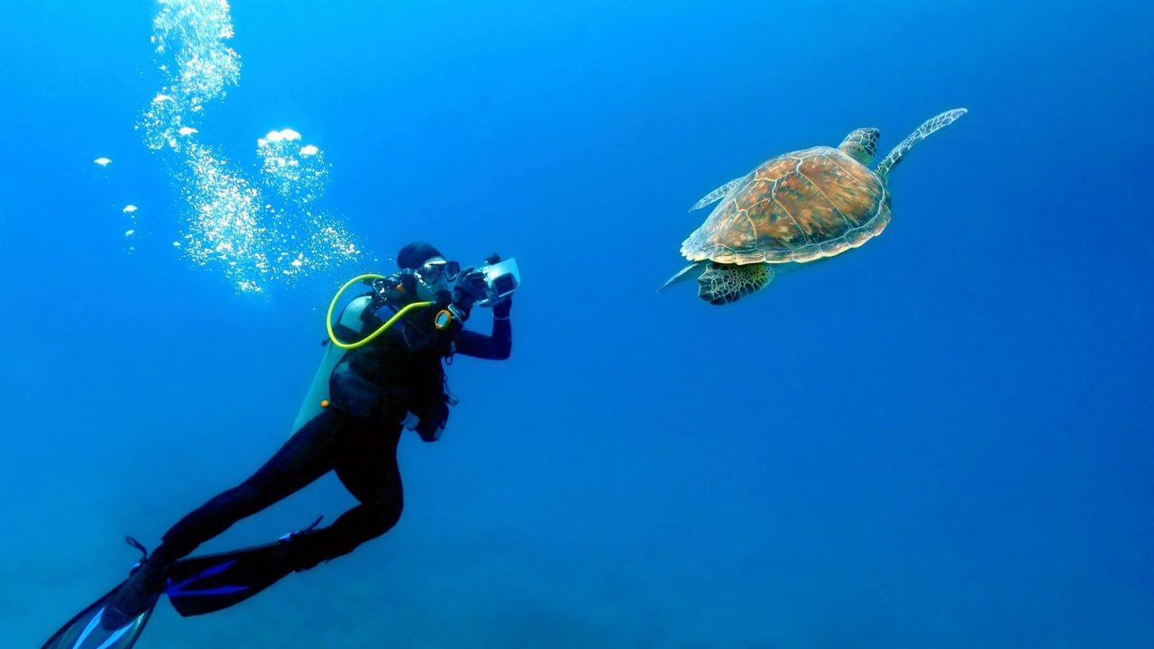 Scuba,Diver,Photographer,Swimming,With,The,Sea,Turtle.,Blue,Sea,