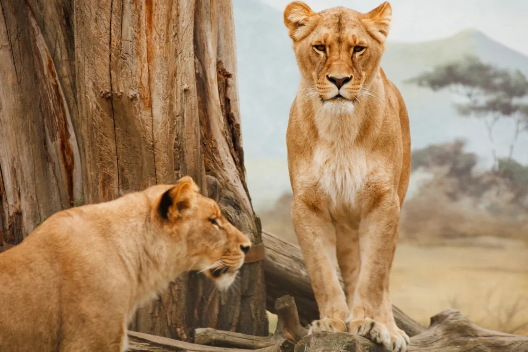 serengeti