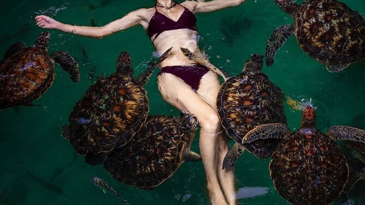 swim with turtles 2