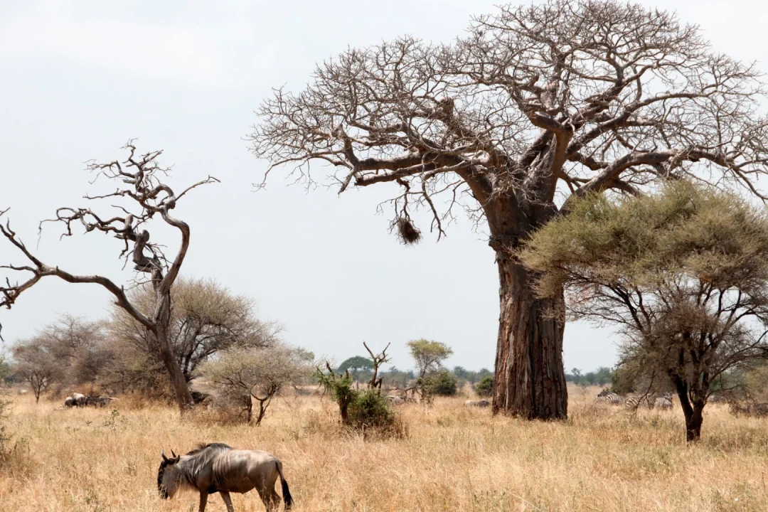 tarangire 2