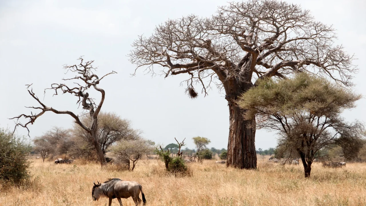 tarangire 2